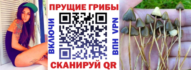 Псилоцибиновые грибы MAGIC MUSHROOMS  Ветлуга 